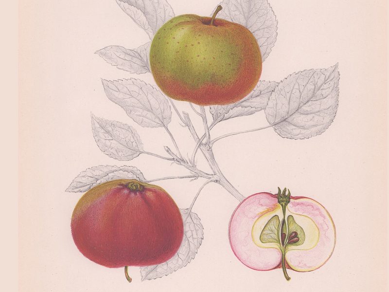 Devonshire Quarrenden: historic illustration, Svenska fruktsorter i färglagda avbildningar (Stockholm, 1924)