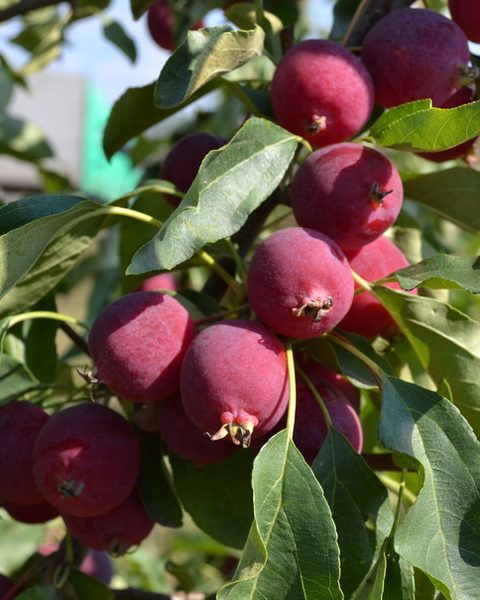 Photo of Dolgo Crabapple apples