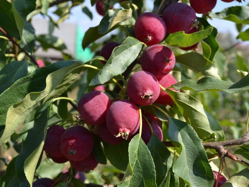 Photo of Dolgo Crabapple apples