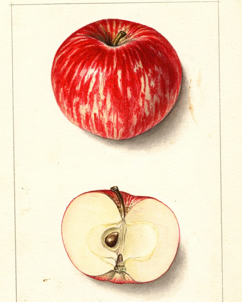 Duchess of Oldenburg apple, watercolor by Ellen Isham Schutt (1912)