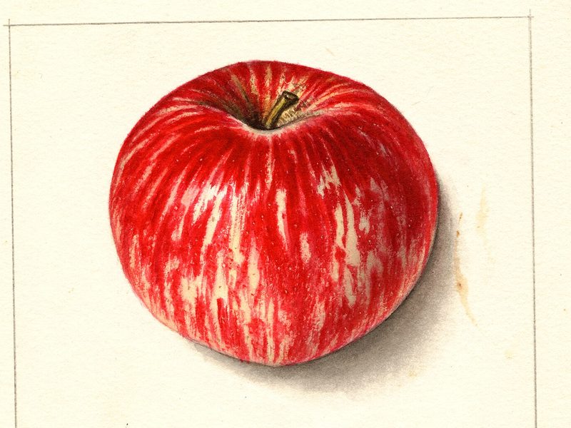 Duchess of Oldenburg apple, watercolor by Ellen Isham Schutt (1912)