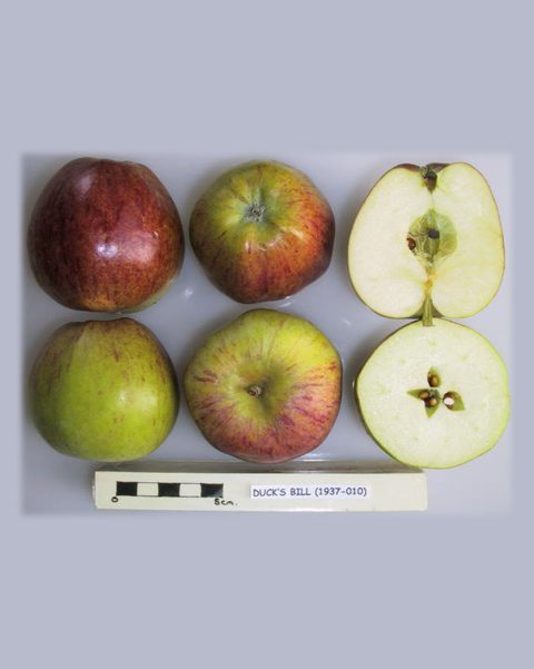 Photo of Duck's Bill apples