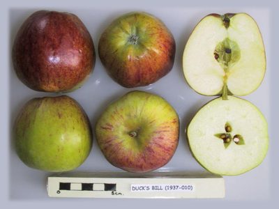 Photo of Duck's Bill apples