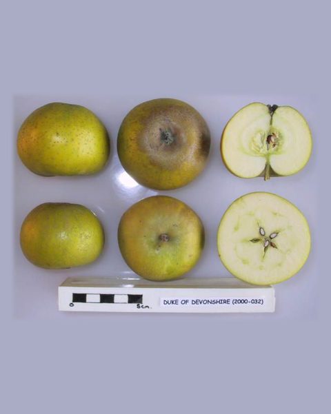Photo of Duke of Devonshire apples