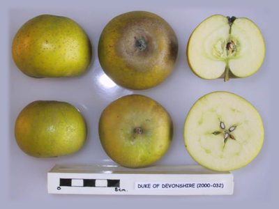 Photo of Duke of Devonshire apples