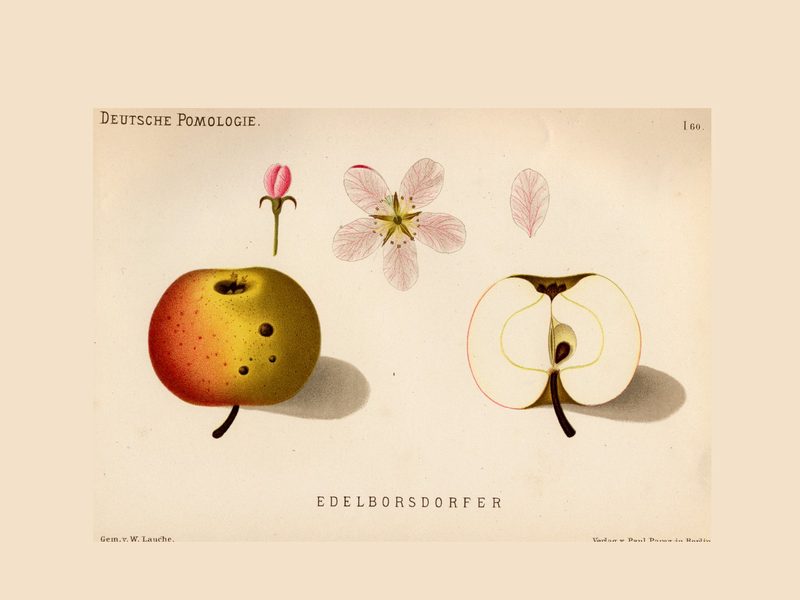 Edelborsdorfer: historic illustration, Deutsche Pomologie: Äpfel, plate 60 (1882)