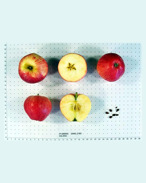 Photo of Ellis Bitter apples