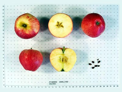 Photo of Ellis Bitter apples
