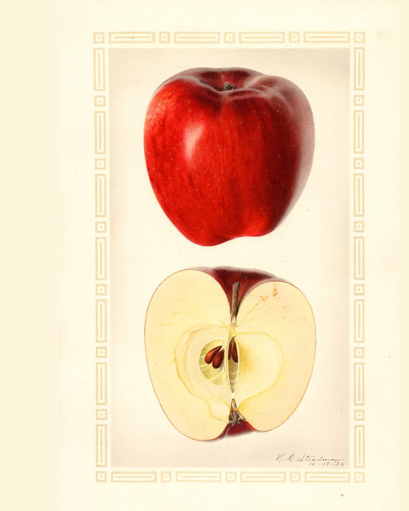 Esopus Spitzenburg apple, watercolor by Royal Charles Steadman (1926)