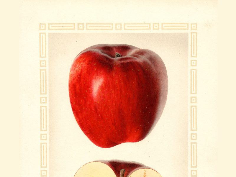 Esopus Spitzenburg apple, watercolor by Royal Charles Steadman (1926)