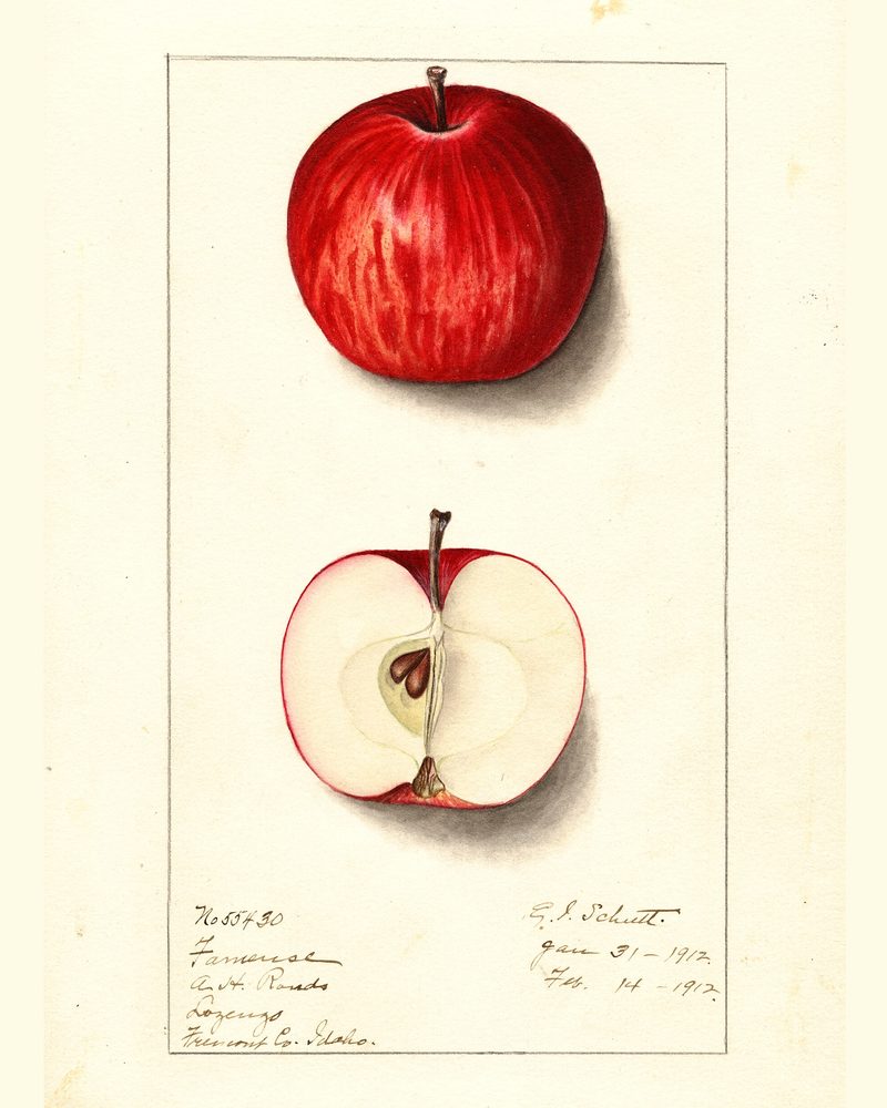 Fameuse apple, watercolor by Ellen Isham Schutt (1912)