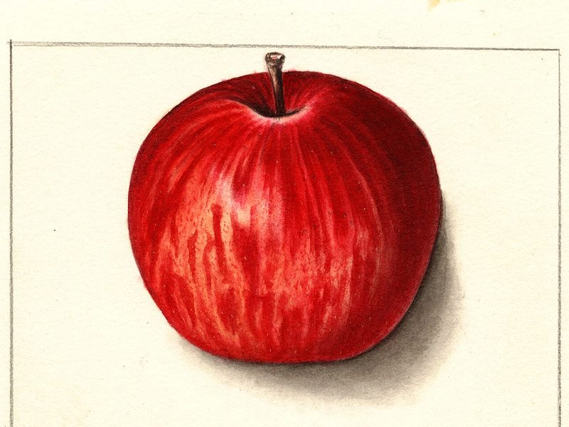 Fameuse apple, watercolor by Ellen Isham Schutt (1912)