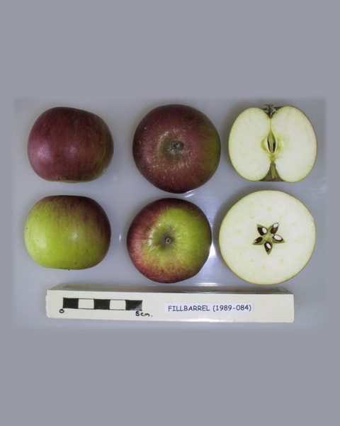 Photo of Fillbarrel apples