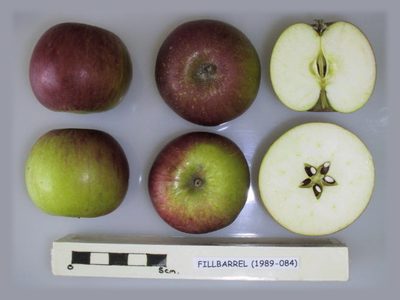 Photo of Fillbarrel apples