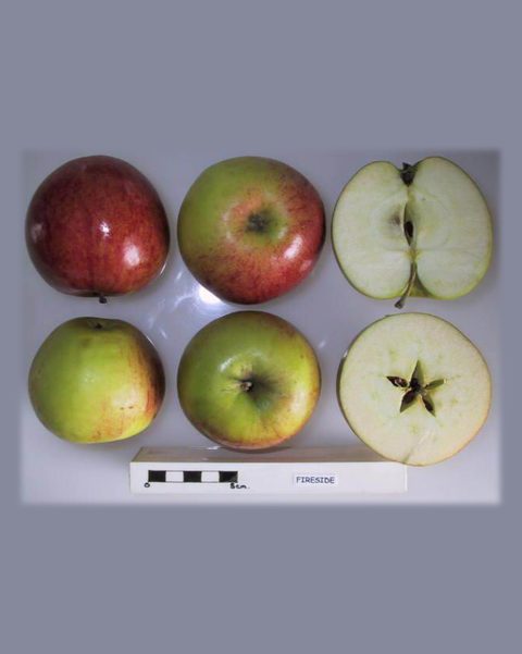 Photo of Fireside apples