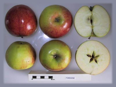 Photo of Fireside apples