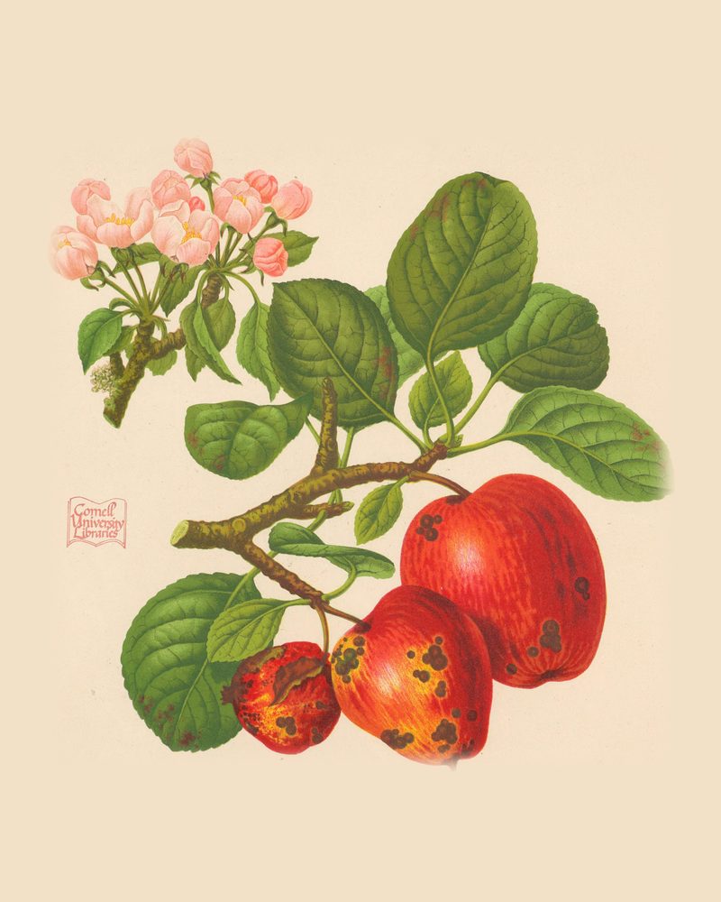 Foxwhelp: historic illustration, The Herefordshire Pomona, vol. 1, plate I (Woolhope Club, 1876–85)