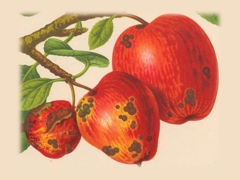 Foxwhelp: historic illustration, The Herefordshire Pomona, vol. 1, plate I (Woolhope Club, 1876–85)