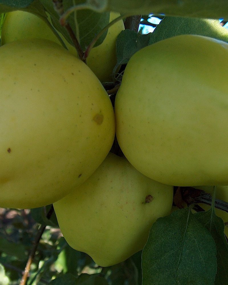Photo of Ginger Gold apples