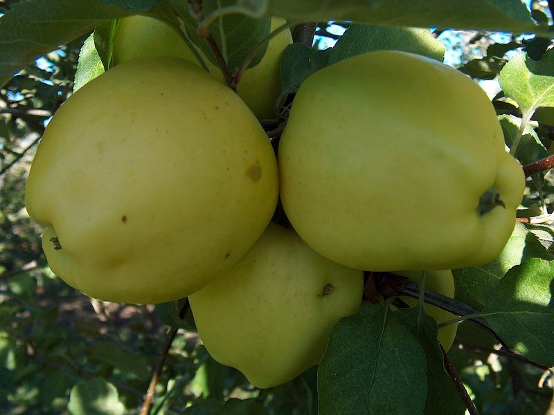 Photo of Ginger Gold apples