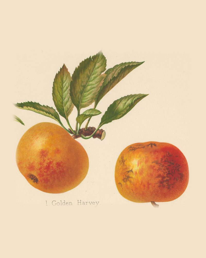 Golden Harvey: historic illustration, The Herefordshire Pomona, vol. 1, plate XVI, fig. 1 (Woolhope Club, 1876–85)