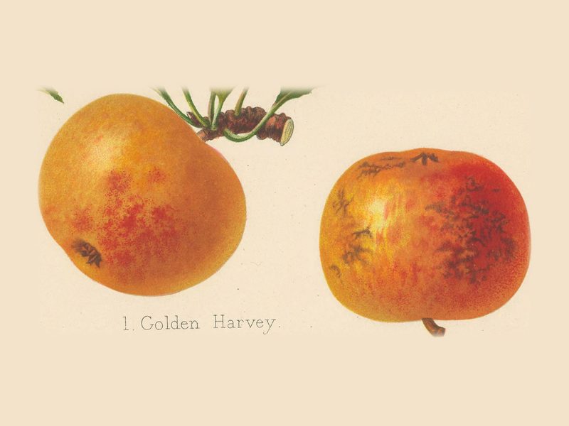 Golden Harvey: historic illustration, The Herefordshire Pomona, vol. 1, plate XVI, fig. 1 (Woolhope Club, 1876–85)