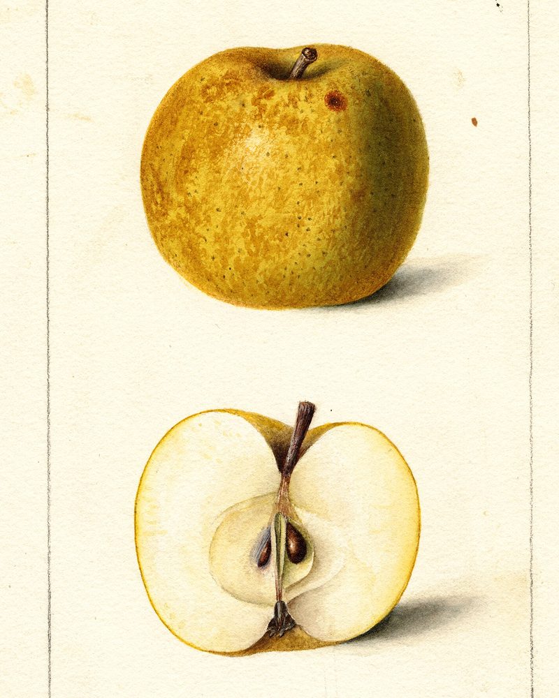 Golden Russet apple, watercolor by Deborah Griscom Passmore (1898)