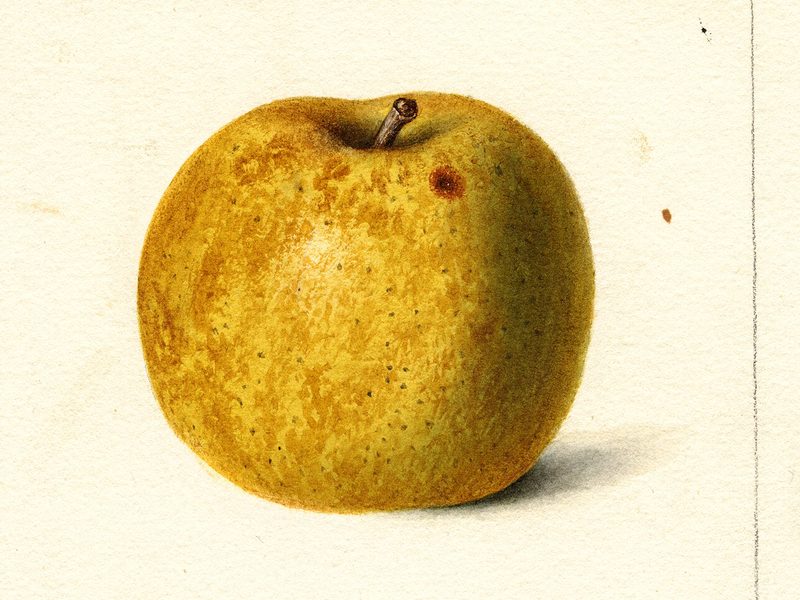 Golden Russet apple, watercolor by Deborah Griscom Passmore (1898)