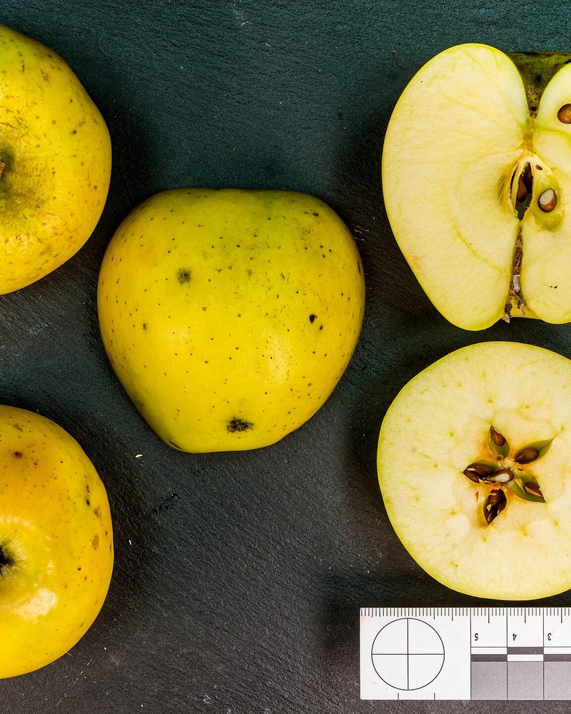 Photo of Goldrush apples