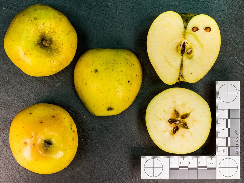 Photo of Goldrush apples