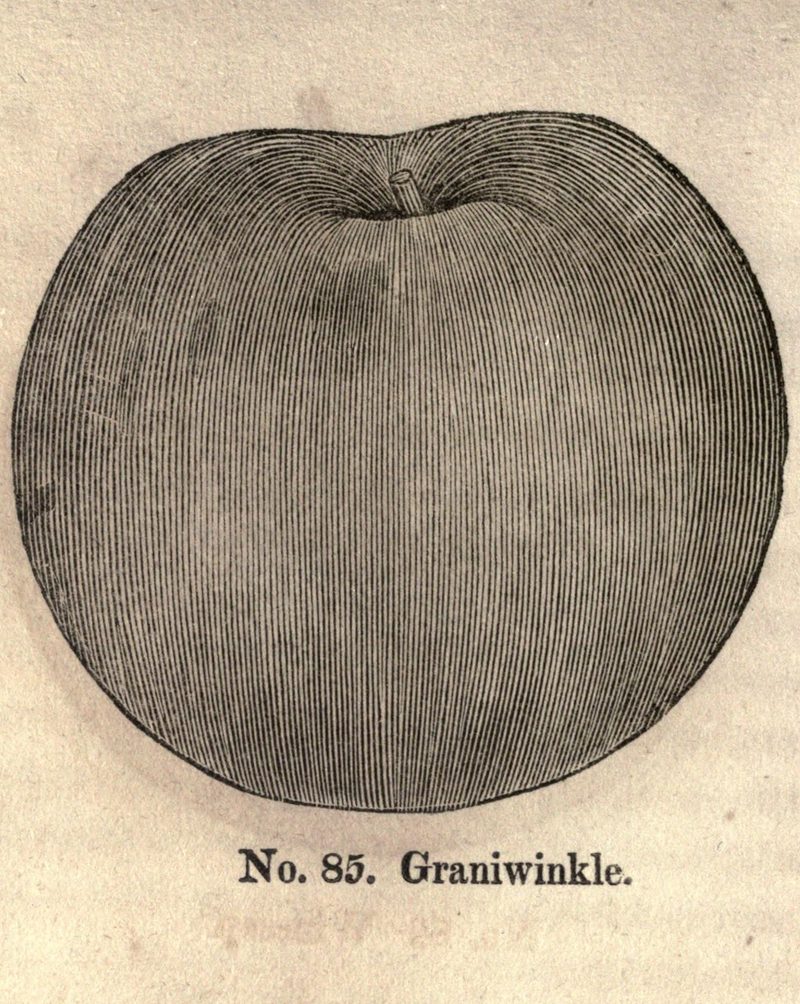 Granniewinkle apple: life-size woodcut printed “No. 85. Graniwinkle” in William Coxe’s 1817 fruit book