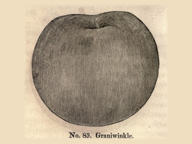Granniewinkle apple: life-size woodcut printed “No. 85. Graniwinkle” in William Coxe’s 1817 fruit book