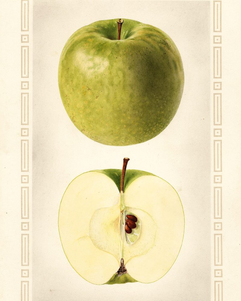 Granny Smith apple, watercolor by Royal Charles Steadman (1925)