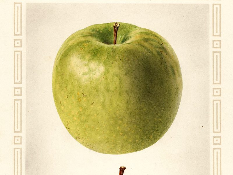 Granny Smith apple, watercolor by Royal Charles Steadman (1925)