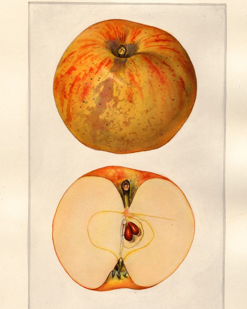 Gravenstein apple, watercolor by Mary Daisy Arnold (1925)
