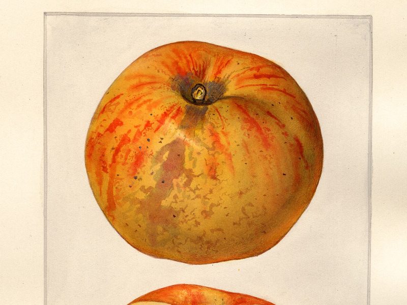 Gravenstein apple, watercolor by Mary Daisy Arnold (1925)