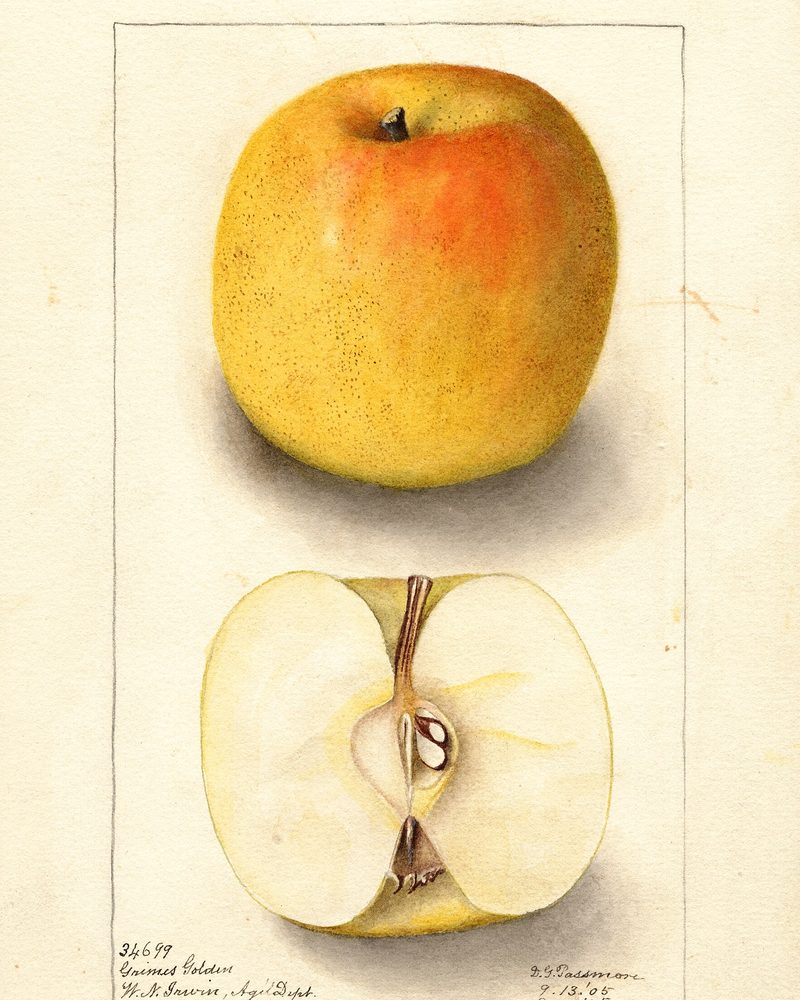 Grimes Golden apple, watercolor by Deborah Griscom Passmore (1905)