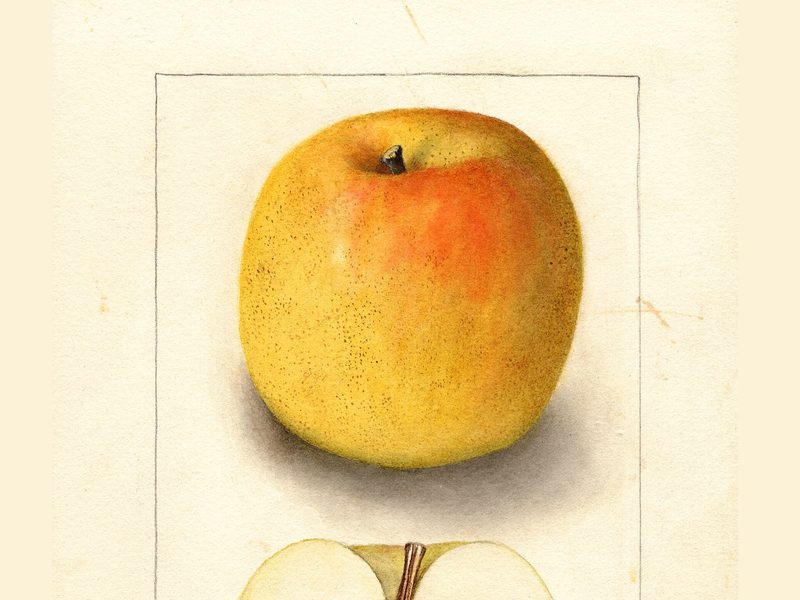 Grimes Golden apple, watercolor by Deborah Griscom Passmore (1905)