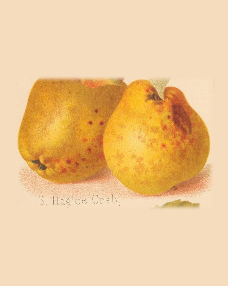 Hagloe Crab: historic illustration, The Herefordshire Pomona, vol. 2, plate LXXII, fig. 3 (Woolhope Club, 1876–85)