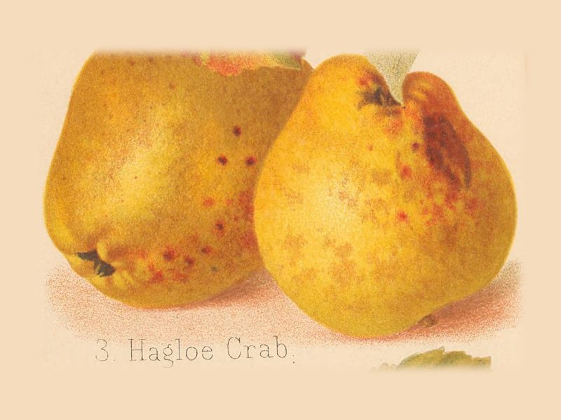 Hagloe Crab: historic illustration, The Herefordshire Pomona, vol. 2, plate LXXII, fig. 3 (Woolhope Club, 1876–85)
