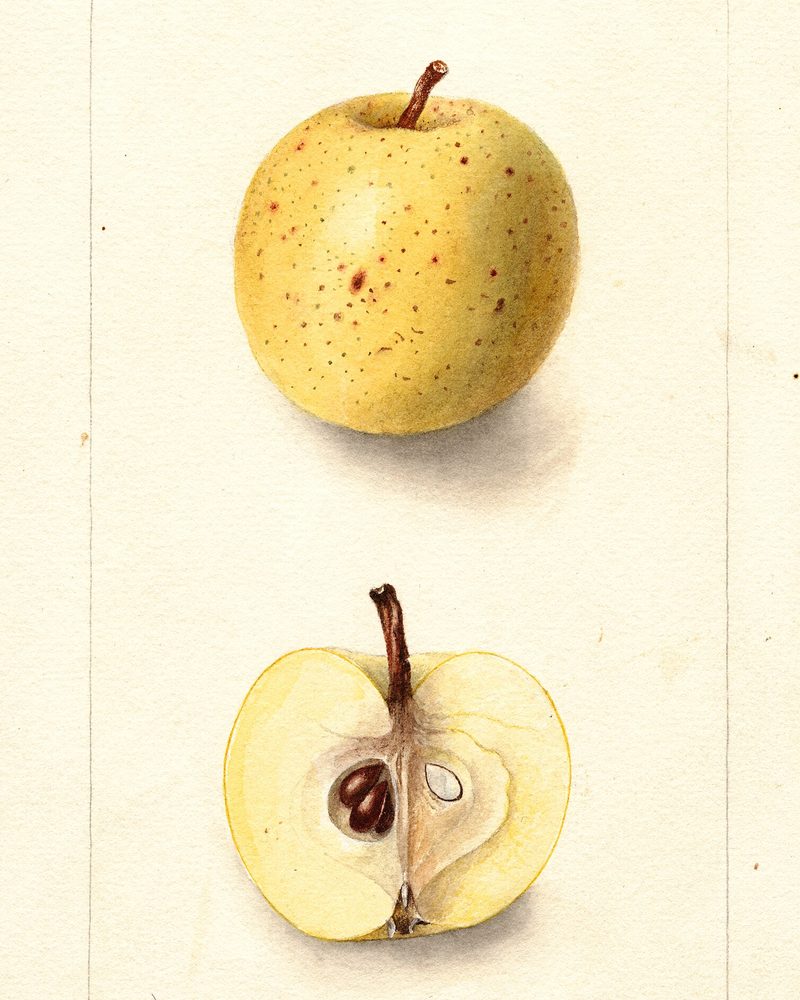 Harrison apple, watercolor by Deborah Griscom Passmore (1899)