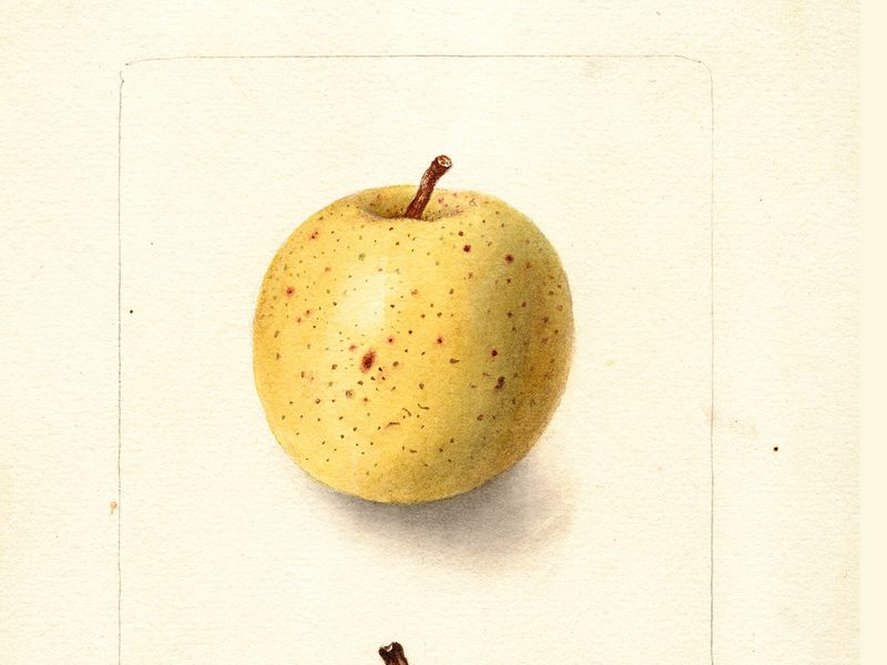 Harrison apple, watercolor by Deborah Griscom Passmore (1899)