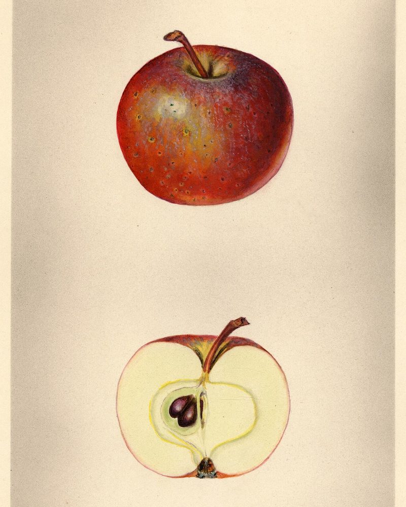 Hewes Crab apple, watercolor by Mary Daisy Arnold