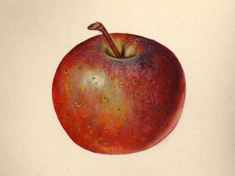 Hewes Crab apple, watercolor by Mary Daisy Arnold