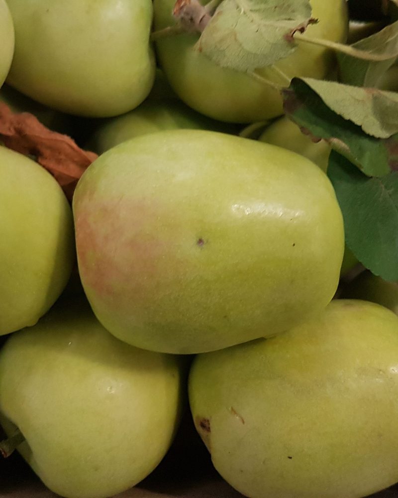 Photo of Hidden Rose apples