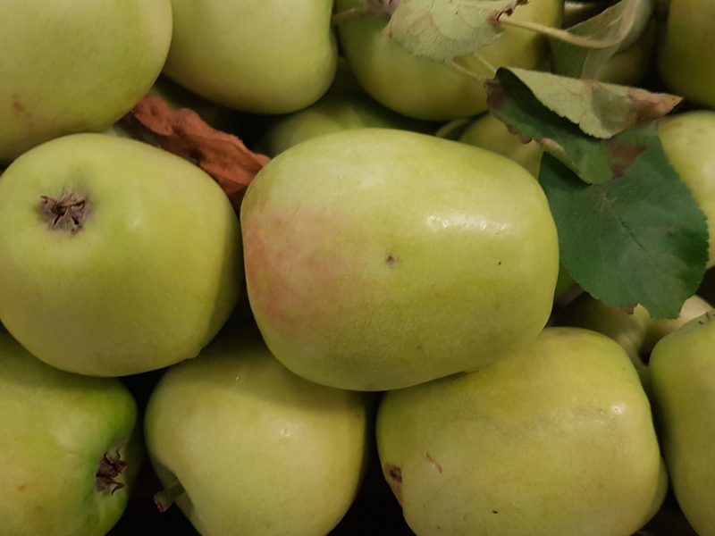 Photo of Hidden Rose apples