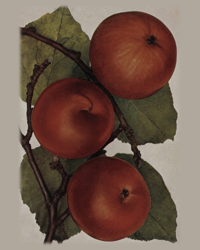 Himbeerapfel von Holovousy: colour plate of three red apples on a branch, “Holovouské malinové”, from České ovoce (1919)
