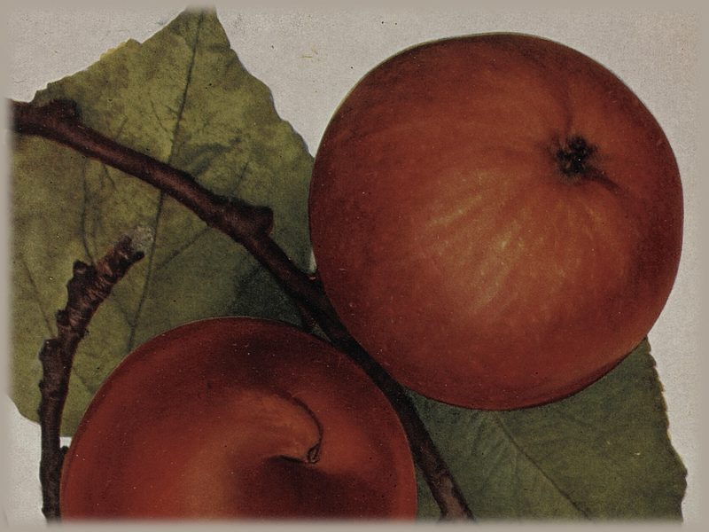 Himbeerapfel von Holovousy: colour plate of three red apples on a branch, “Holovouské malinové”, from České ovoce (1919)