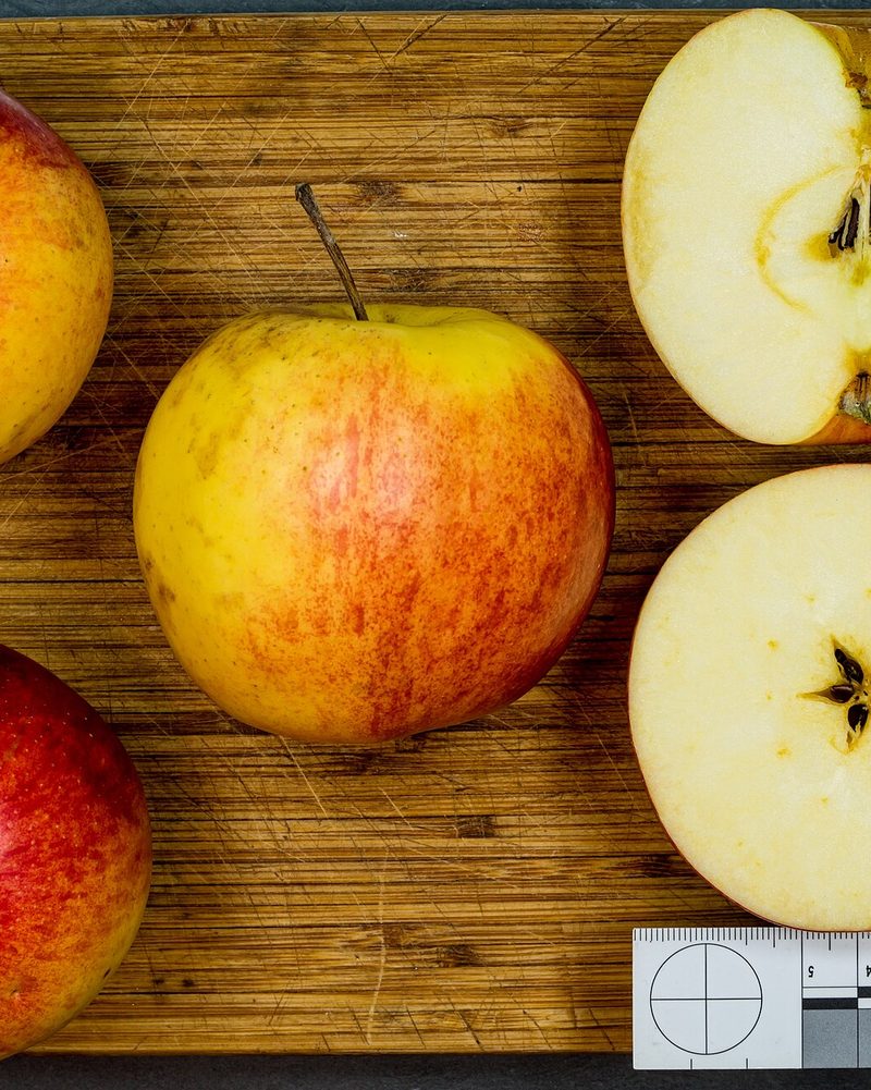 Photo of Jonagold apples