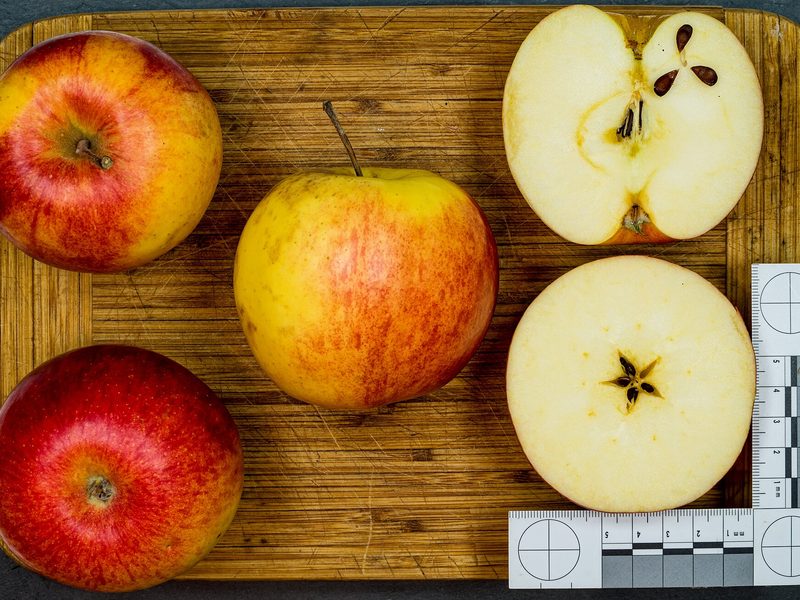 Photo of Jonagold apples